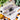 Floral Ghost | Cat and Dog Collar