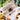 Gourd-ous | Cat and Dog Collar